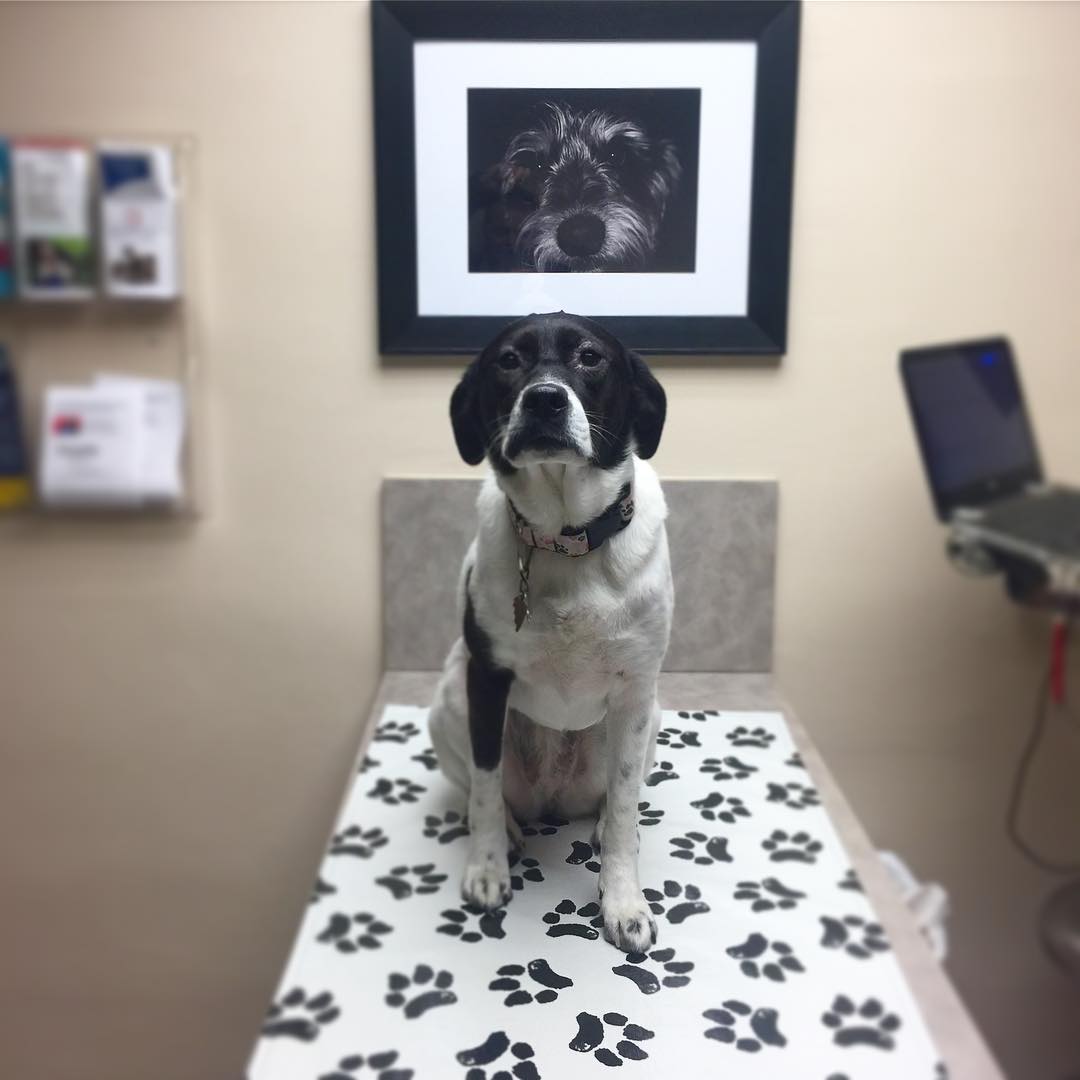 luna at the vet