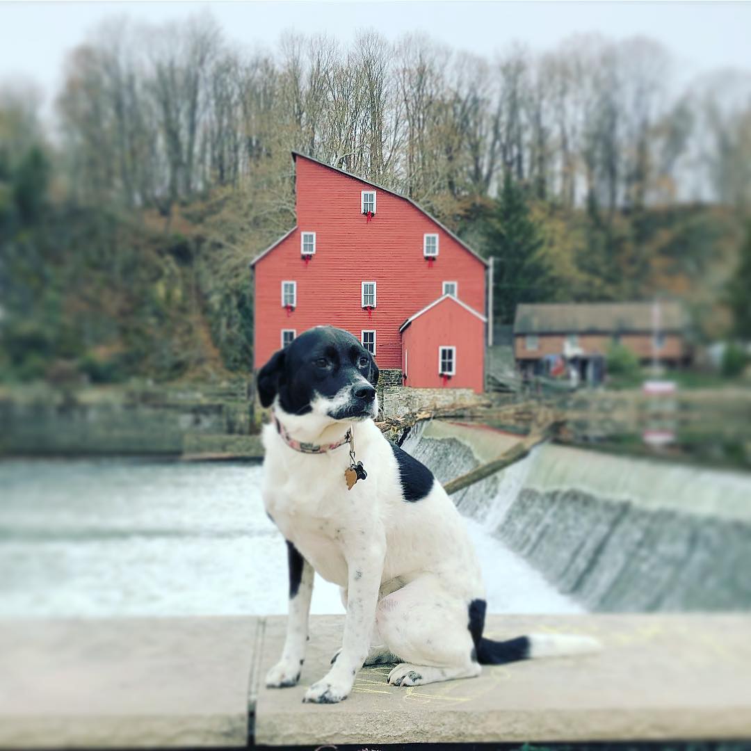 Luna in at the red mill
