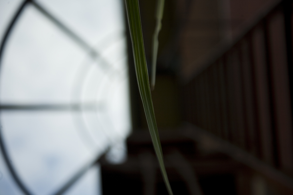 a blade of grass