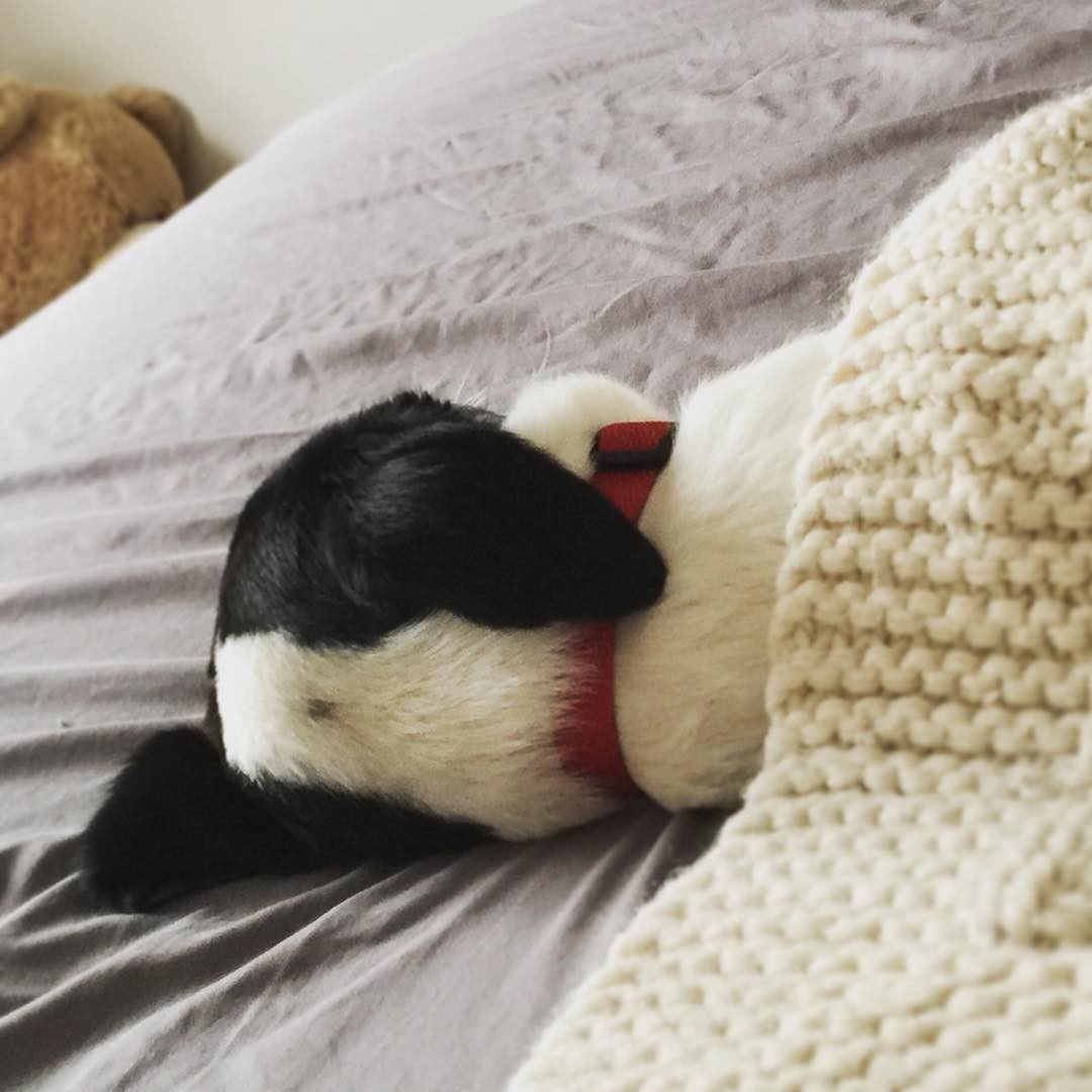 luna sleeping